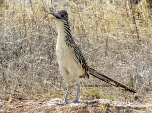 Lesser Roadrunner