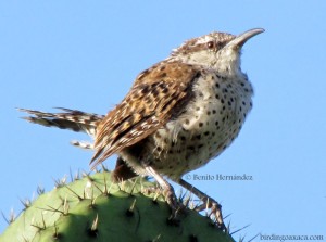 Boucard's Wren