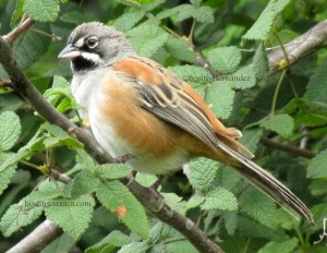Bridled Sparrow