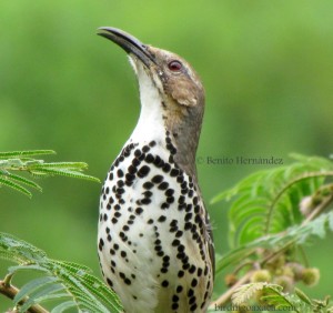 Ocellated Thrasher