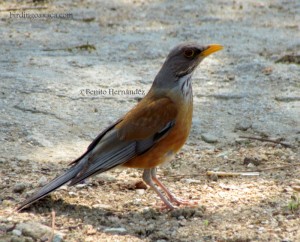 Rufous-backed Thrush