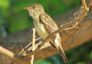 White-throated Flycatcher