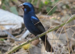Blue Bunting