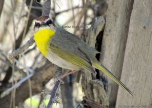 Rufous-capped Warbler