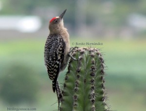Grey-breasted Woodpecker