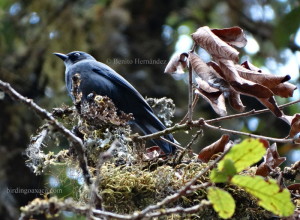 Dwarf Jay (Cyanolyca nanus)