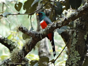 Mountain Trogon (Trogon mexicanus)