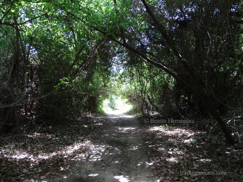 Sendero Guanacastle, Huatulco National Park