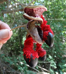 Pithecellobium Lanceolatum (mimosoideae) Leguminosae, fruto rojo