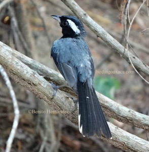 Red-breasted Chat