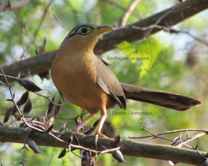 Lesser Ground Cuckoo (Morococcyx erythropygus)