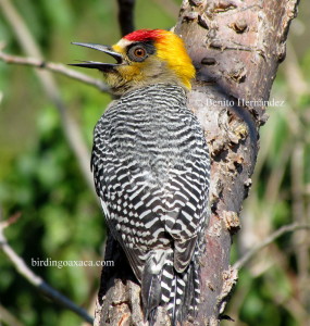 Golden-cheeked Woodpecker (Melanerpes chrysogenys)