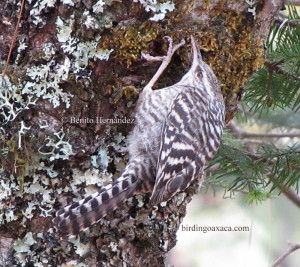 Gray-barred Wren (Campylorhynchus megalopterus)