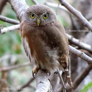 Colima Pygmy Owl (Glaucidium palmarum)