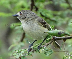 Dwarf vireo (Vireo nelsoni)