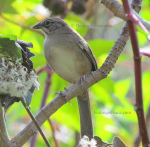 Oaxaca sparrow (Aimophila notosticta)